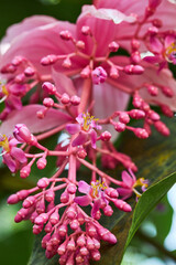 Pink Medinilla magnifica 'Flamenco' ( showy medinilla or rose grape ) flower