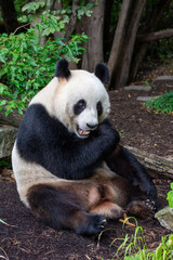 Obraz premium Cute pandas eating bamboo in Schönbrunn zoo, in Vienna, Austria.