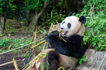 Gardinen Panda Cute pandas eating bamboo in Schönbrunn zoo, in Vienna, Austria.  © candreea