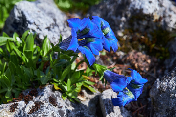Beautiful blue Stemless gentian alpine flower (Gentiana occidentalis)