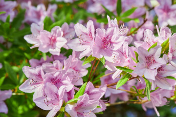 Blooming pink japan Azalea Ericaceae bush, Geisha Purple, rhododendron flower macro