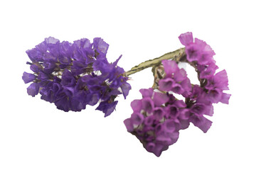 collection of four wild forest flowers isolated on white background,
