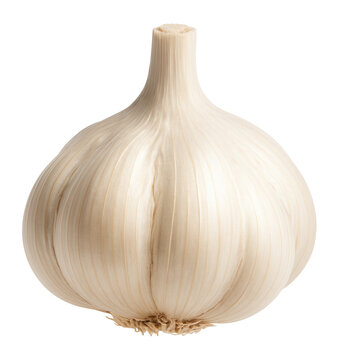 Fresh whole garlic bulb with dry papery skin and a short stem on transparent background.