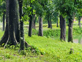 Tree  branches with green fresh leaves and twigs forming intricate natural patterns in a forest