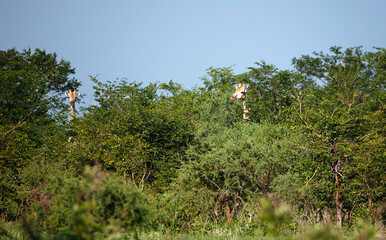 Giraffe in the Okovango delta Botswana