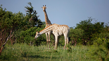 Giraffe in the Okovango delta Botswana