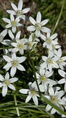 White ornithogalum umbellatum flowers in the garden