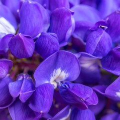 Close-up of vibrant purple flowers