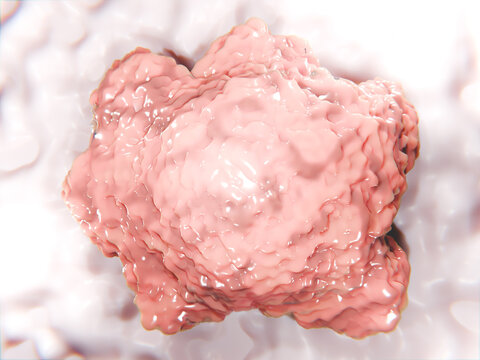 Organoid  tissue. An organoid is a miniaturized and simplified version of an organ produced in vitro.