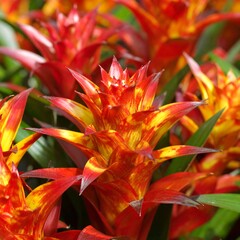 Close Vibrant Red And Yellow