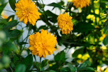 Bright yellow flowers of Rudbeckia dissecta, surrounded by green leaves, create an atmosphere of summer comfort and natural harmony.
