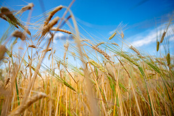 Golden ears of wheat sway in the wind under a clear blue sky, creating a sense of calm and harmony with nature. Blurred background