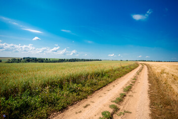 Naklejka premium A narrow dirt road winds through an endless field surrounded by green grass and bushes. Trees can be seen on the horizon, and above them, a clear blue sky with light clouds.