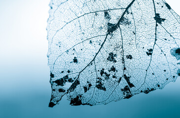 Natural blue background with transparent leaf vein texture. Macro. Selective focus.