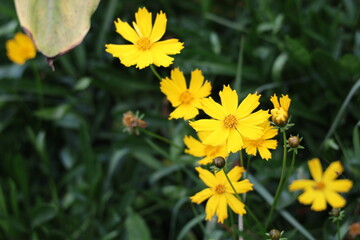 Obraz premium yellow flowers in spring