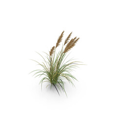 Fototapeta premium Tall Ornamental Grass Plant Isolated on Transparent Background