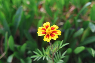 yellow flower in the garden