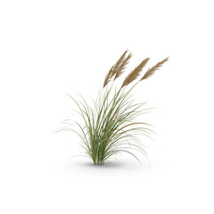 Tall Ornamental Grass Plant Isolated on Transparent Background