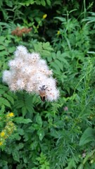 a long-horned beetle with black spots. The beetle is sitting on the flowers of a beautiful flowering shrub, against the background of the green leaves of the shrub and the grass, in the summer season