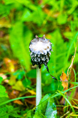 Black and white poisonous mushrooms Mushrooms in the forest.