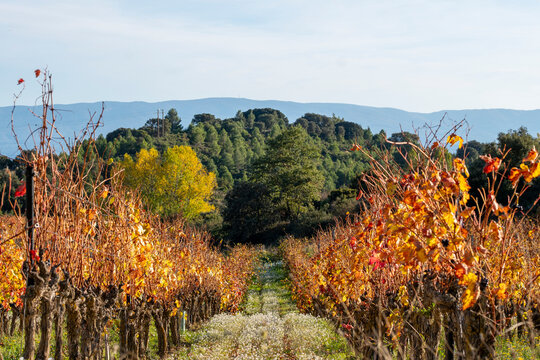 Centered vineyard path with red and orange leaves in La Rioja, evoking warmth, direction and rural charm, aligned with ecological concepts and sustainable land use promotion.