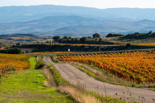 Straight road flanked by golden vineyards leading toward the hills in La Rioja under blue sky, expressing movement, order and seasonal productivity in rural Spanish viticulture.