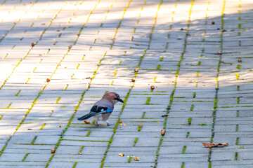 Jay bird eats from the ground in National Park Belarus.