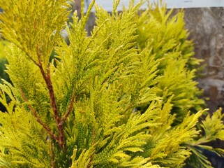 Thuja plicata 'Goldy'