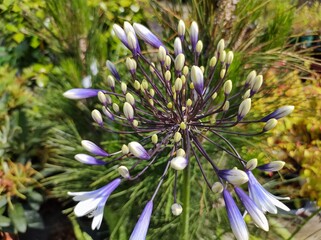 Agapanthus 'Fireworks'