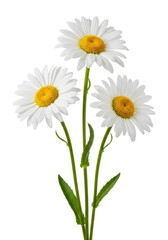 Three individual white daisy flowers with transparent petals and bright yellow centers, vivid green stems, against a pristine plain white background with no shadows. Ultra-realistic studio photo,