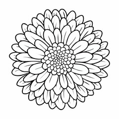 Fototapeta premium Detailed Floral Illustration: A Monochrome Chrysanthemum Line Art for Coloring Books