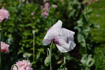 A pale lilac-and-white opium poppy flower is covered in dewdrops, glistening in the sunlight. Its...