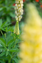 The large-leaved lupine stands like a vertical bouquet stretched toward the sky. Its tall spires,...