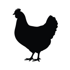 Black silhouette of a hen standing on a white background