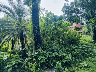 Dense forest landscape featuring various plants and tall trees under bright natural light, evoking...