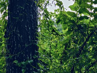 Dense forest landscape featuring various plants and tall trees under bright natural light, evoking...