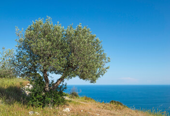 Olive grove tree overlooking a beautiful blue sea iunder clear sky in Puglia  Italy