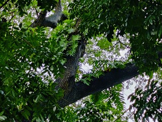 beautiful tropical garden with green trees .beautiful view of the park