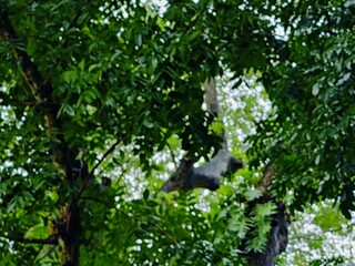 Dense forest landscape featuring various plants and tall trees under bright natural light, evoking tranquility and nature's abundance, ideal for concepts of greenery and natural beauty.
