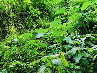 Dense forest landscape featuring various plants and tall trees under bright natural light, evoking...