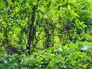 Dense forest landscape featuring various plants and tall trees under bright natural light, evoking tranquility and nature's abundance, ideal for concepts of greenery and natural beauty.