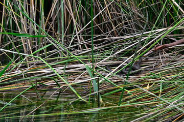 Drei Würfelnattern sonnen sich am Ufer  // three Dice snakes (Natrix tessellata) - Kaiafas-See, Peloponnes, Griechenland
