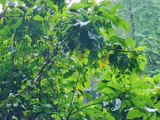 Dense forest landscape featuring various plants and tall trees under bright natural light, evoking...
