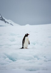 Obraz premium Penguin on icy landscape