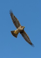 Obraz premium Falcon soaring high