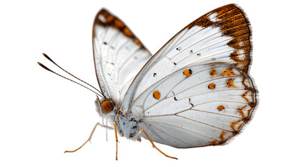A white background photo of butterfly clip, white background --ar 16:9