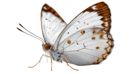 A white background photo of butterfly clip, white background --ar 16:9