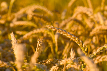 close-up image of an ear of wheat (Triticum aestivum) in an agricultural field	
