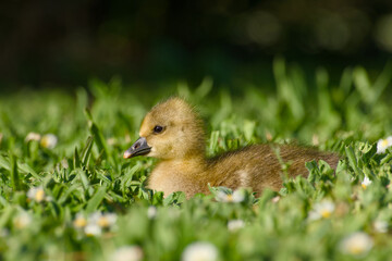 greylag gosling resting in daisy-filled meadow

