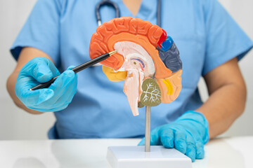 Asian doctor holding brain anatomy model for study diagnosis and treatment in hospital.